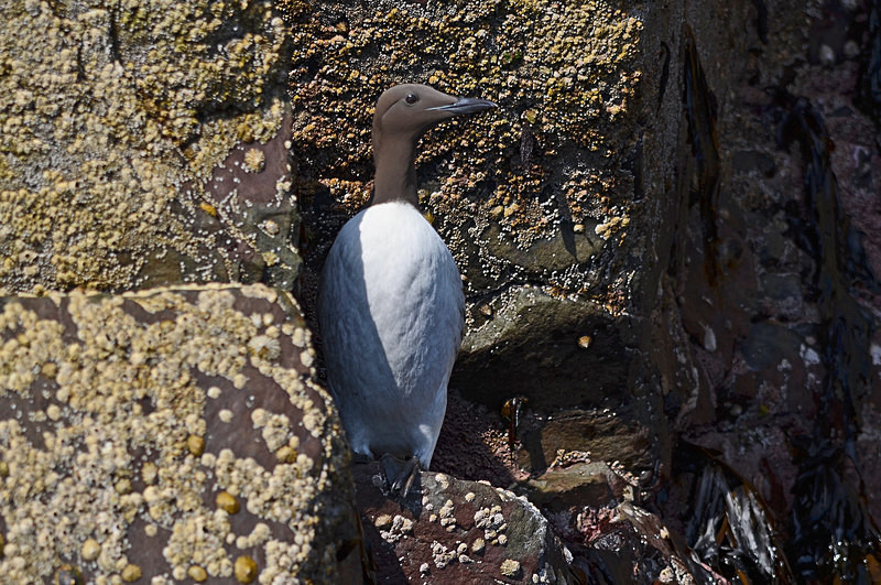 Common Guillemot - Auks