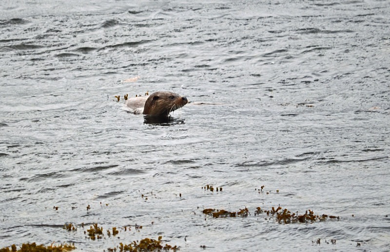 Otter - Otters