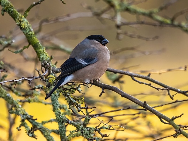 Bullfinch - Finches