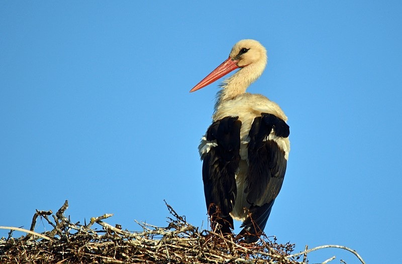 White Stork - Bulgaria