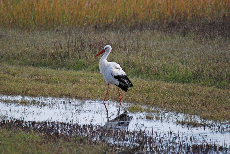 White Stork - Catalunya