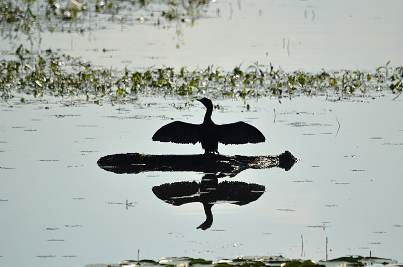Pygmy Cormorant - Central Macedonia