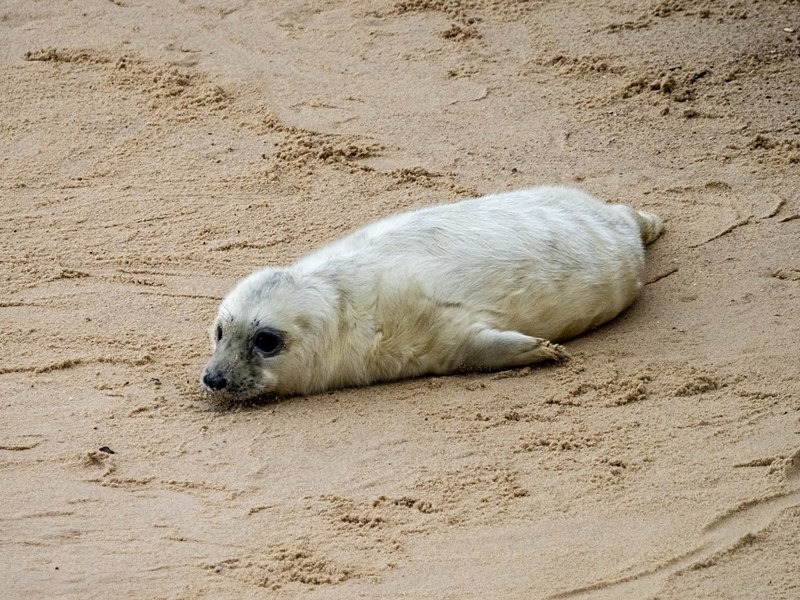 Atlantic Grey Seal - Atlantic Grey Seals