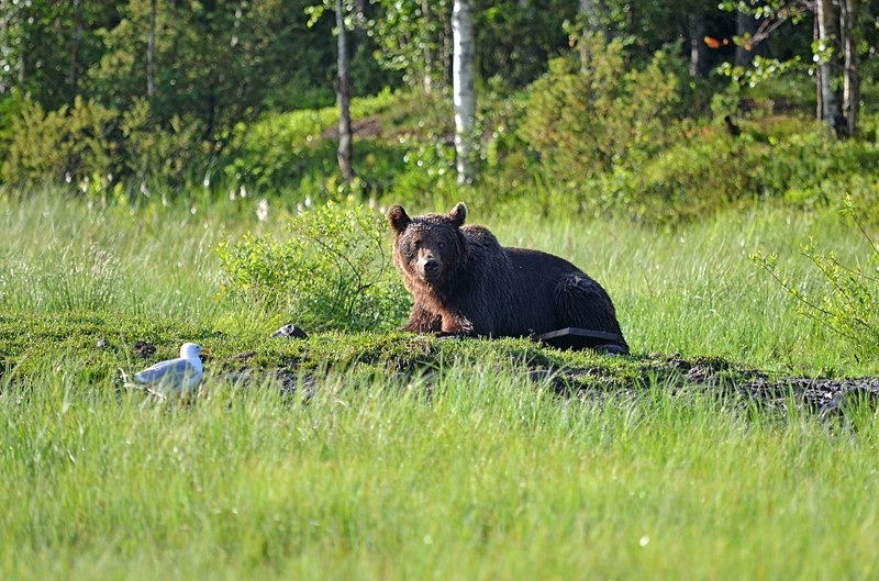 Brown Bear - North Finland - part 2