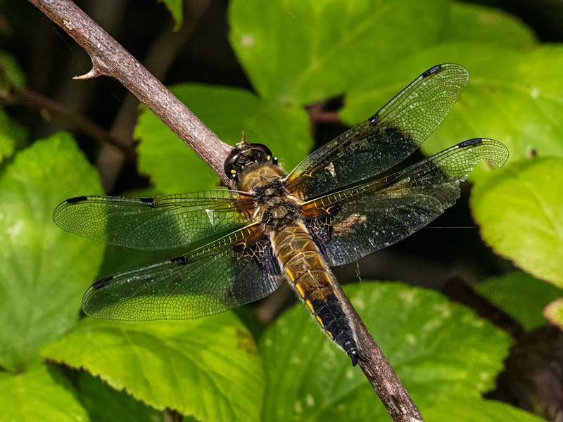 Four-spotted Chaser - Latest photos