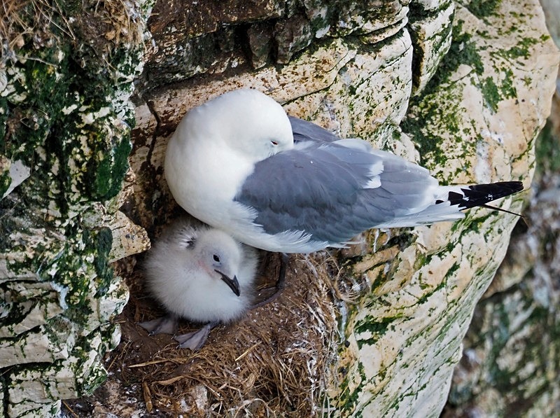 Kittiwakes - Gulls