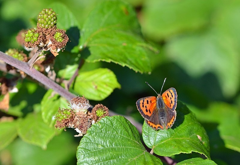 Small Copper - Butterflies