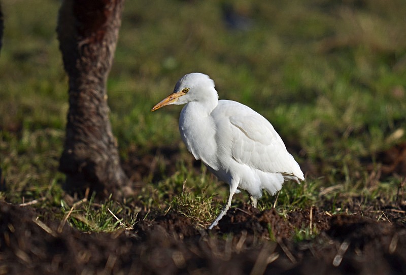 Cattle Egret - Herons and egrets