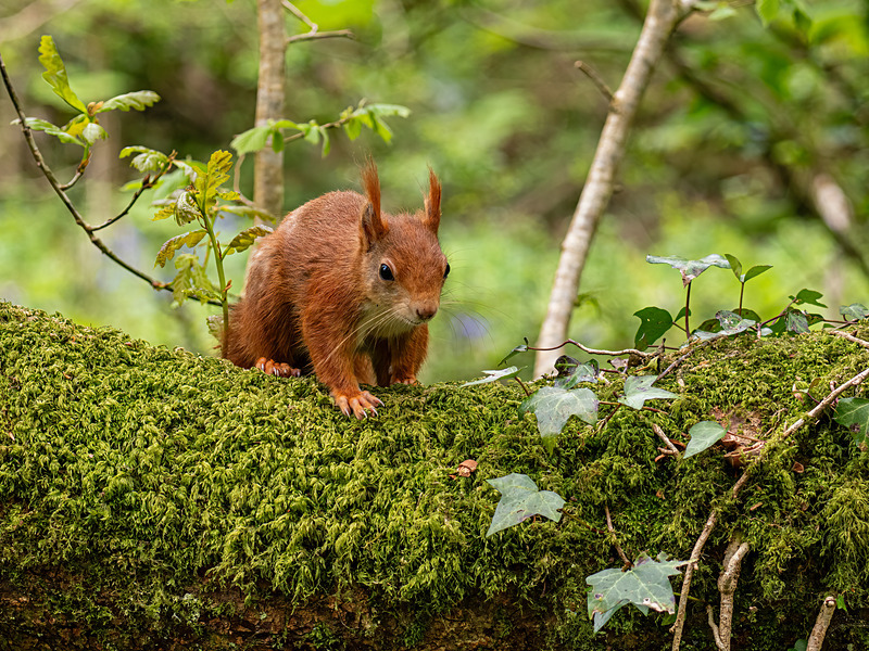 Red Squirrel - Latest photos