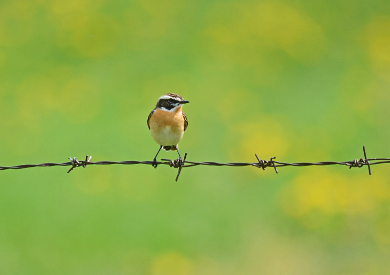 Whinchat - Estonia