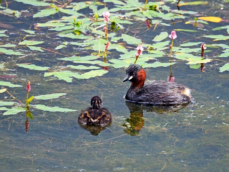 Little Grebe and juvenile - Grebes