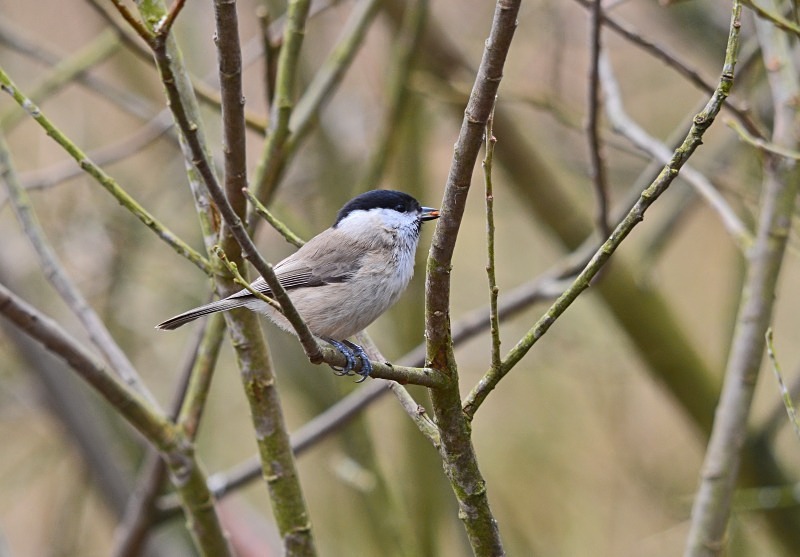 Marsh Tit - Tits