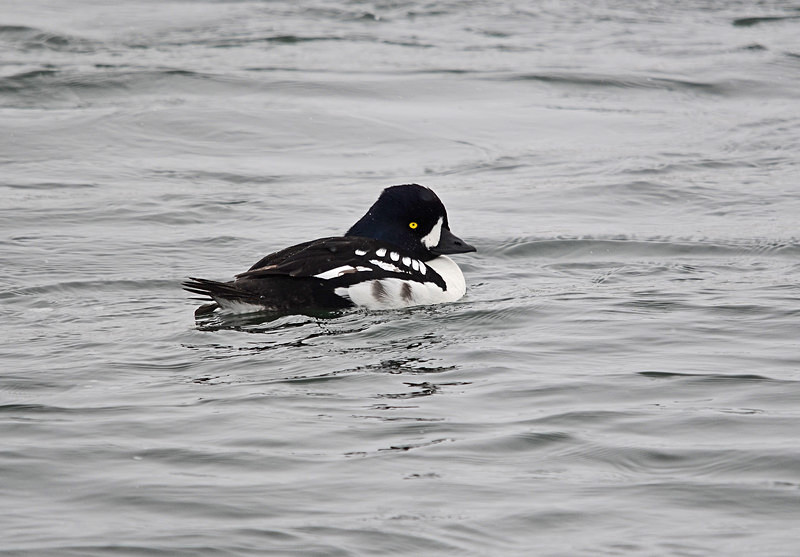 Barrow's Goldeneye - North east Iceland