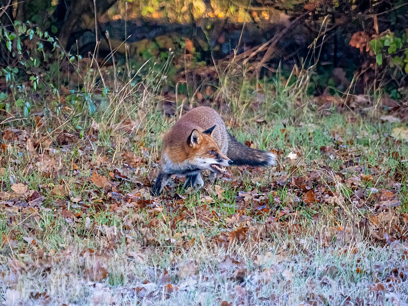 Red Fox - Latest photos