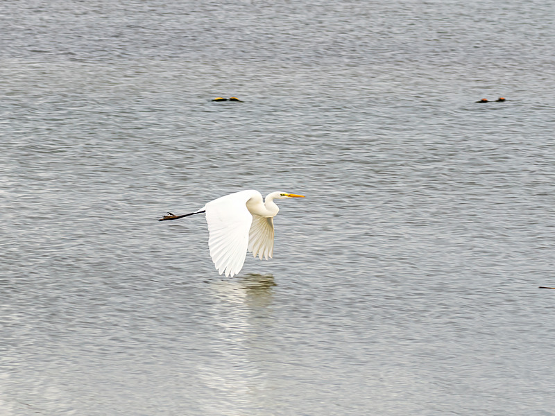 Great White Egret - Latest photos
