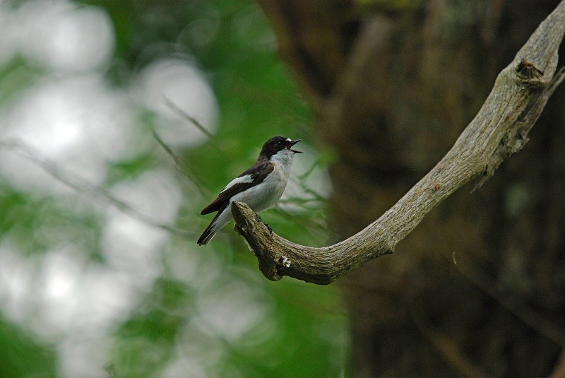 Pied Flycatcher - Flycatchers