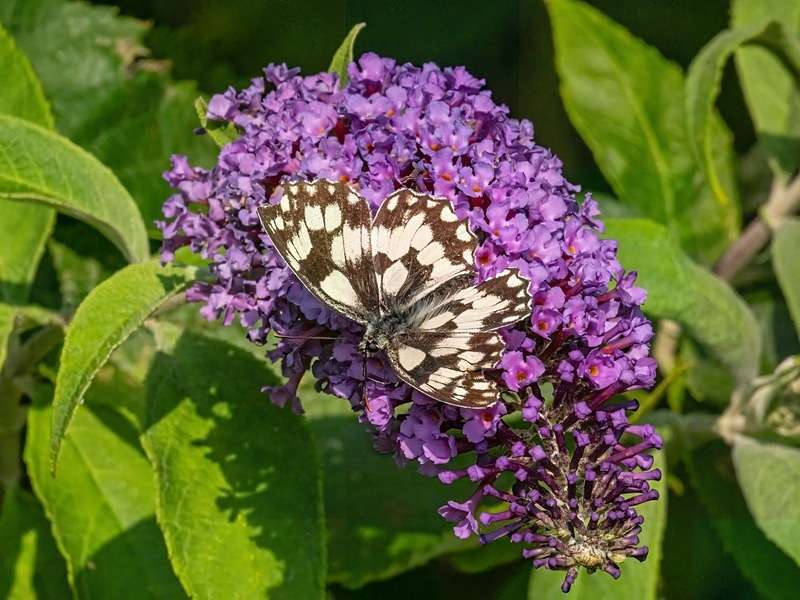Marbled White - Butterflies