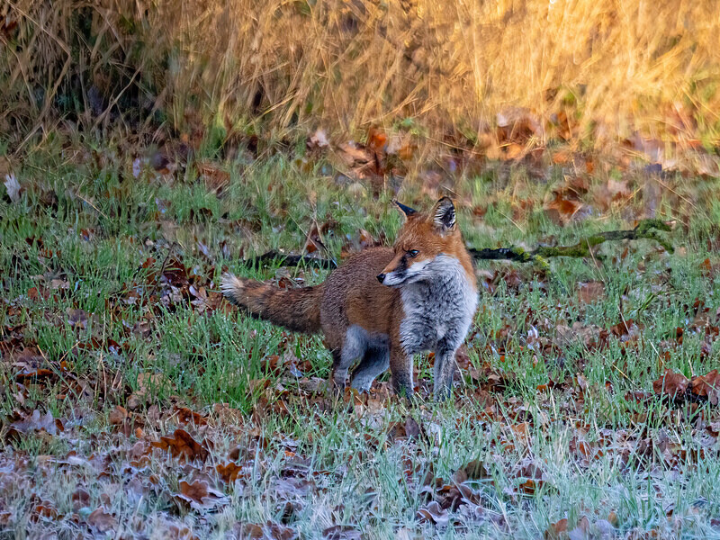 Red Fox - Latest photos