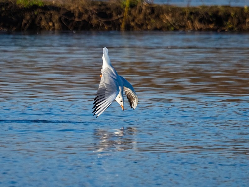 Black-headed Gull - Gulls