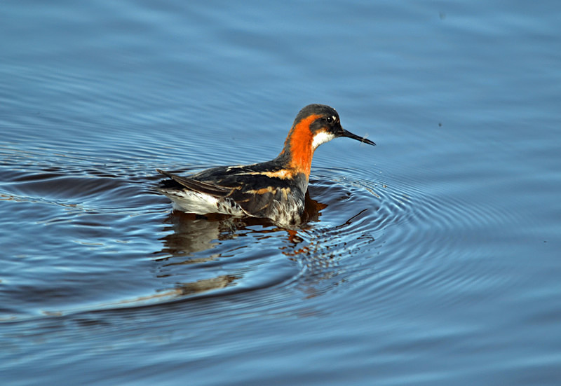 Red-necked Phalarope - Westfjords