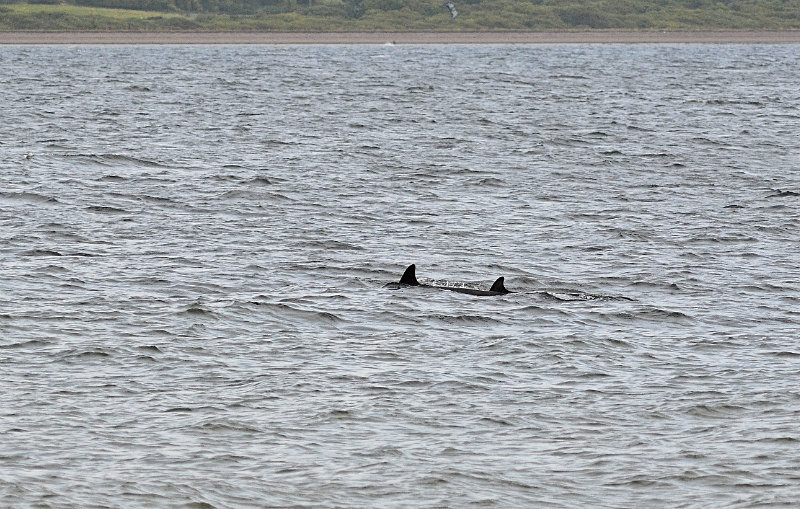 Bottlenose Dolphin - Whales and dolphins