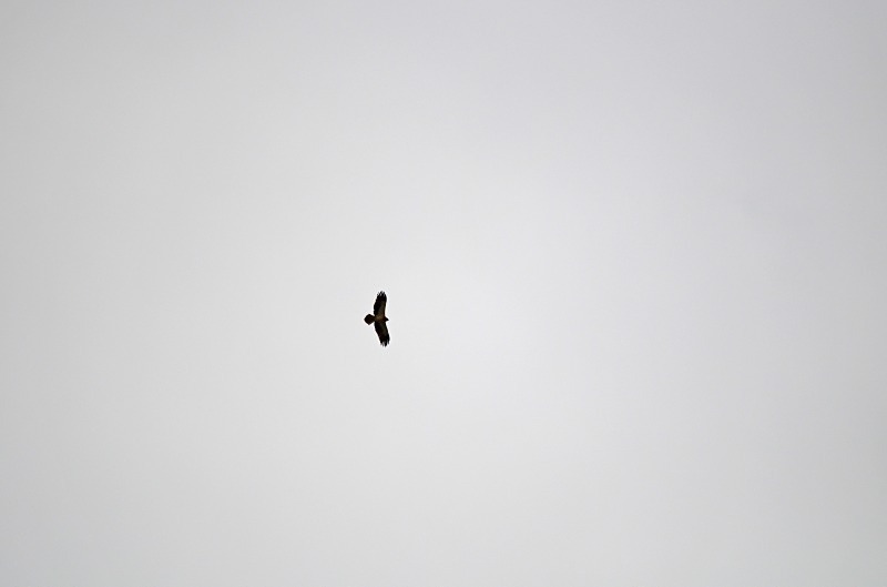 Egyptian Vulture - South and west Spain - April and May 2012