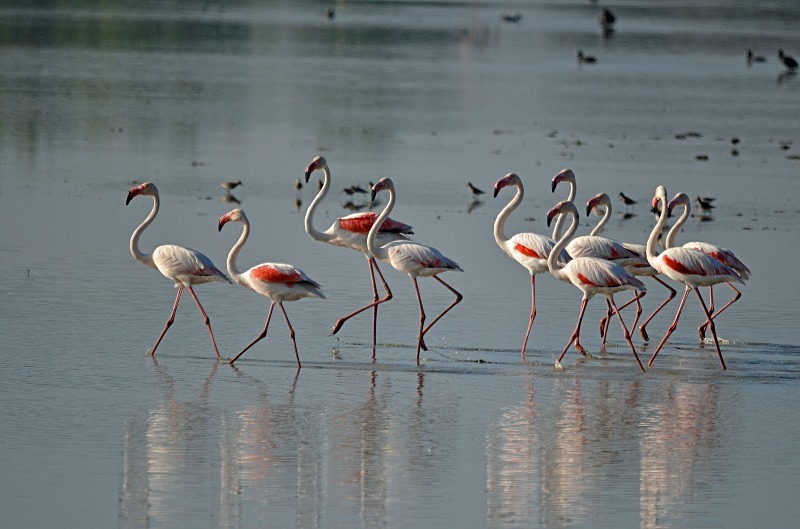 Greater Flamingos - South and west Spain - April and May 2012