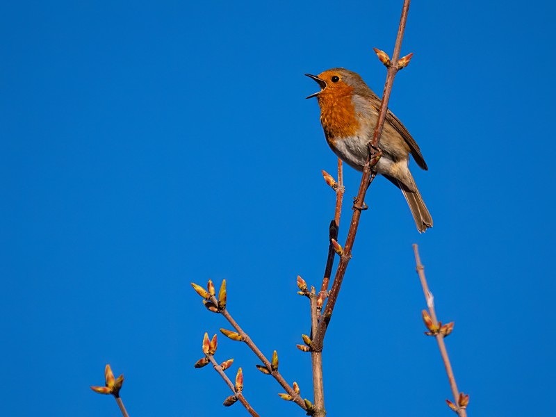 Robin - Robins