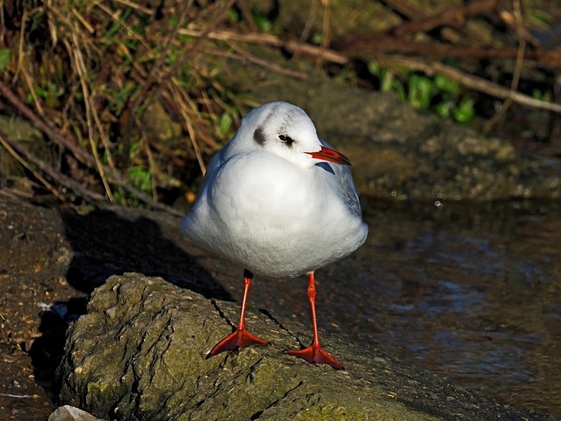 Black-headed Gull - Gulls