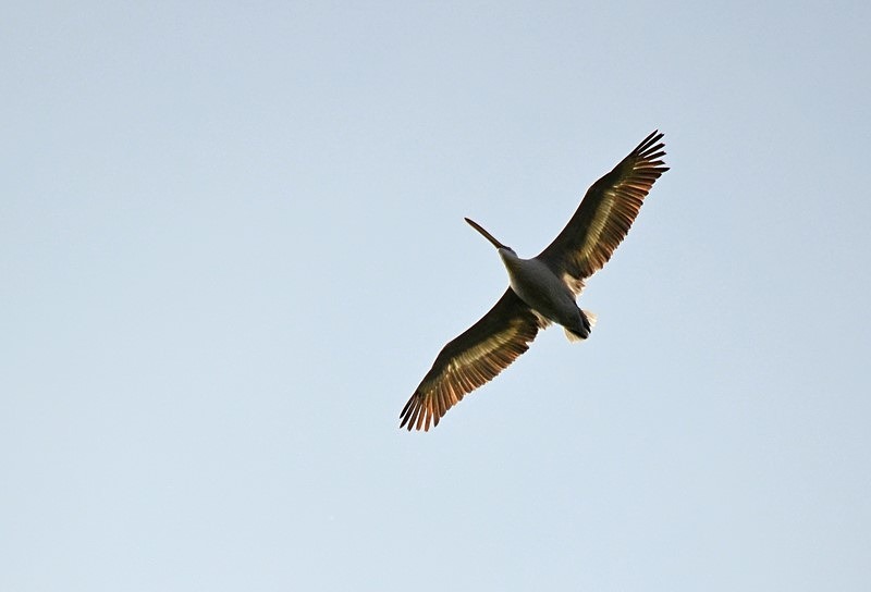 Dalmatian Pelican - Bulgaria