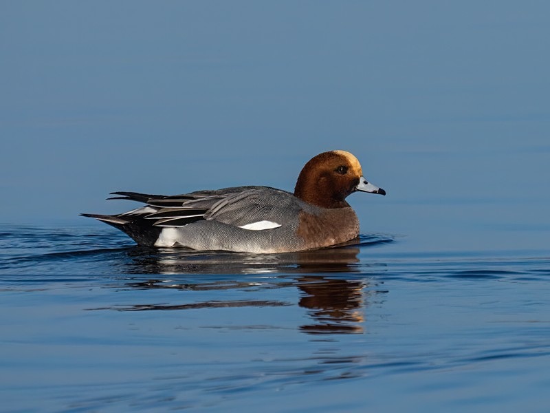 Wigeon - Dabbling ducks