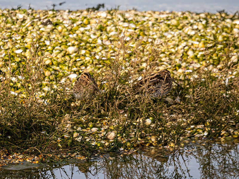 Common Snipe - Latest photos