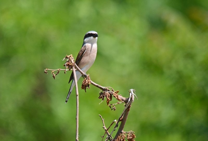 Red-backed Shrike - Bulgaria