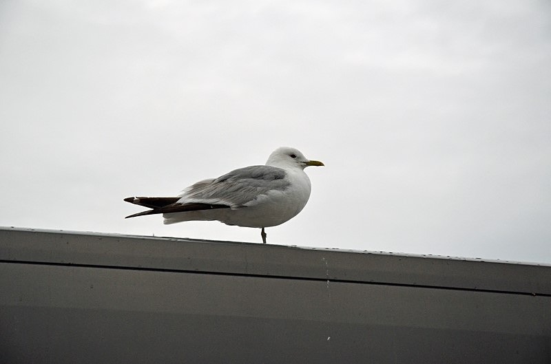 Common Gull - Helsinki and Porvoo, Finland