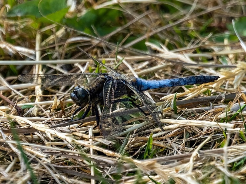 Black-tailed Skimmer - Dragonflies and damselflies