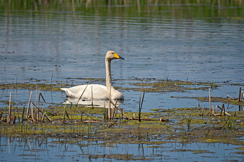 Whooper Swan - Estonia