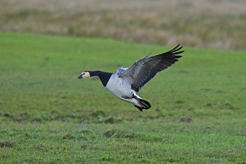 Barnacle Goose - Black geese