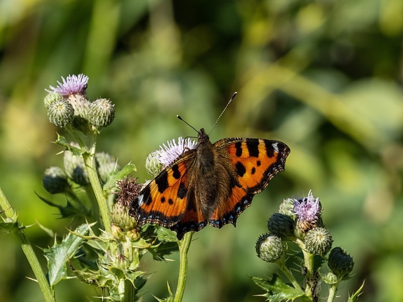 Small Tortoiseshell - Butterflies