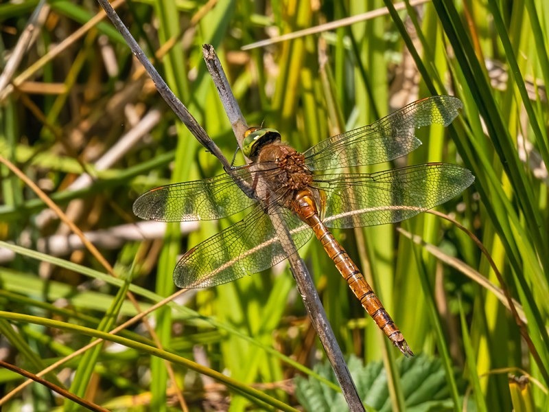 Norfolk Hawker - Dragonflies and damselflies