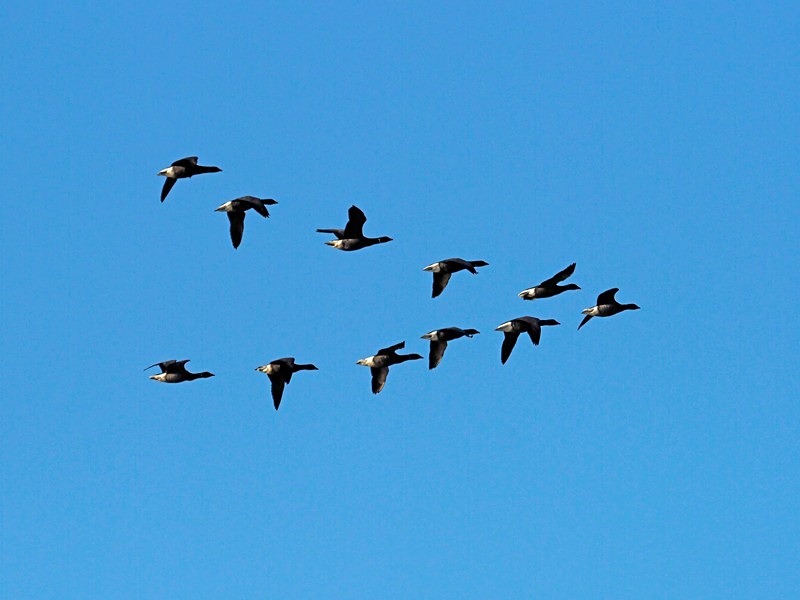 Dark-bellied Brent Geese - Black geese