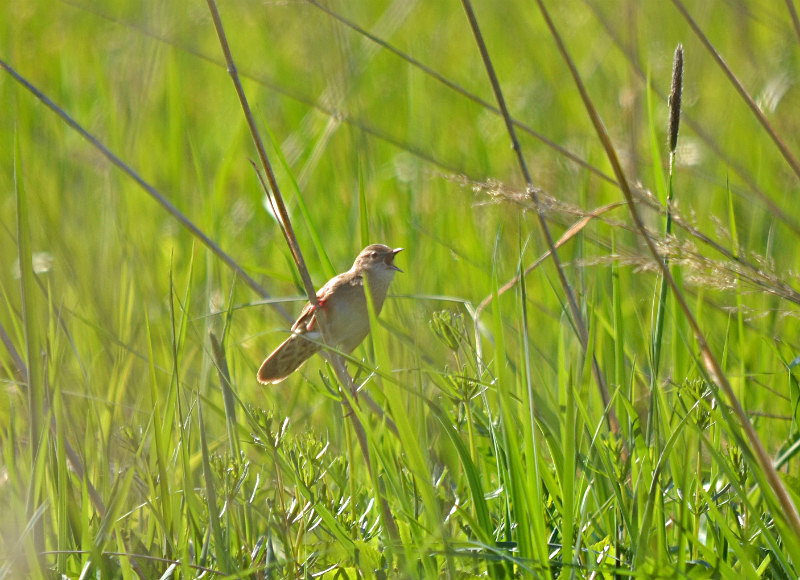 Grasshopper Warbler - Estonia