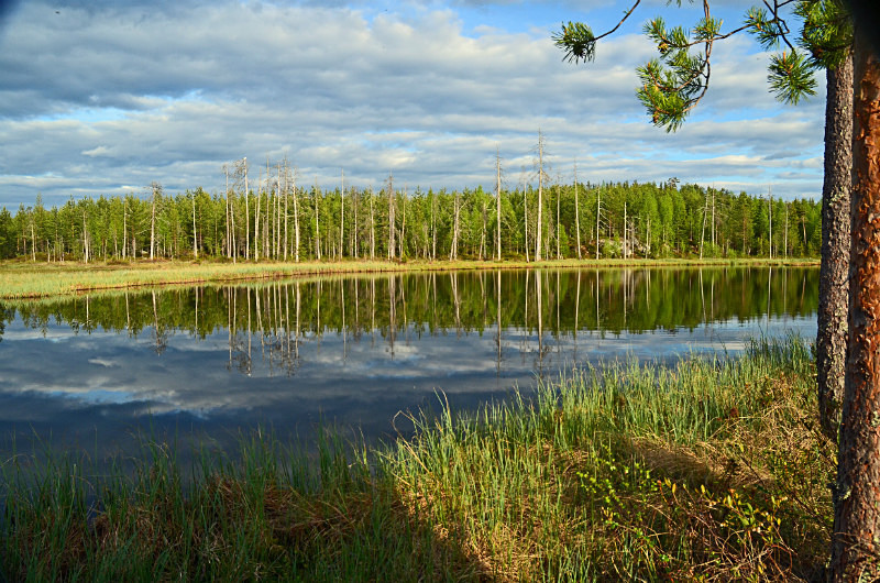 Wild Brown Bear Centre, near Vartius, Kainuu, Finland - North east Finland