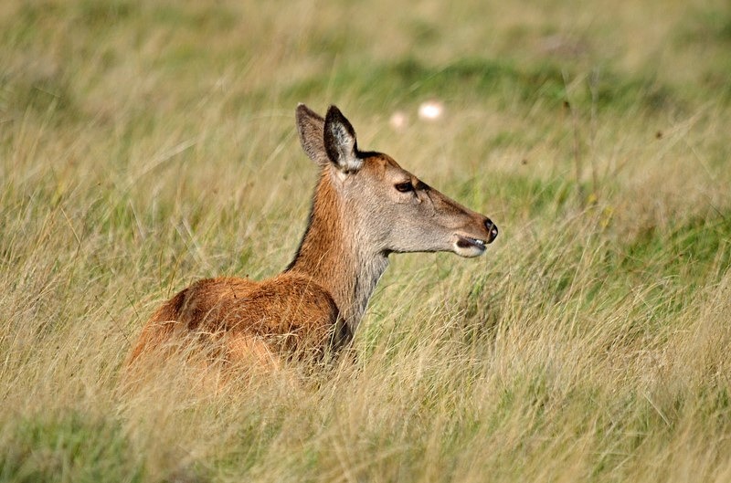 Red Deer - Red Deer