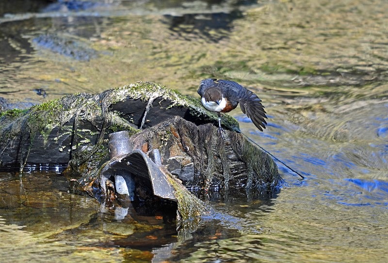 Dipper - Dippers