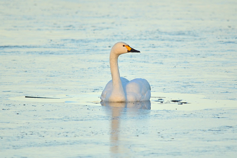 Bewick's Swan - Whooper and Bewick's Swans