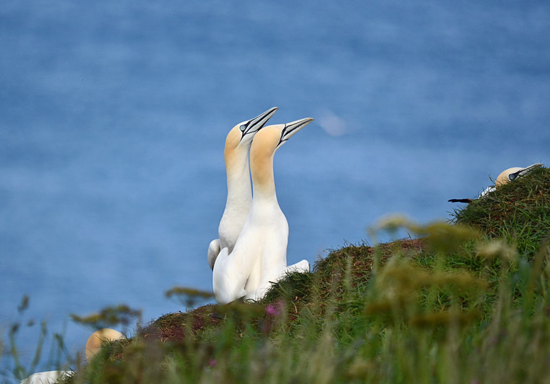 Gannets - Gannets