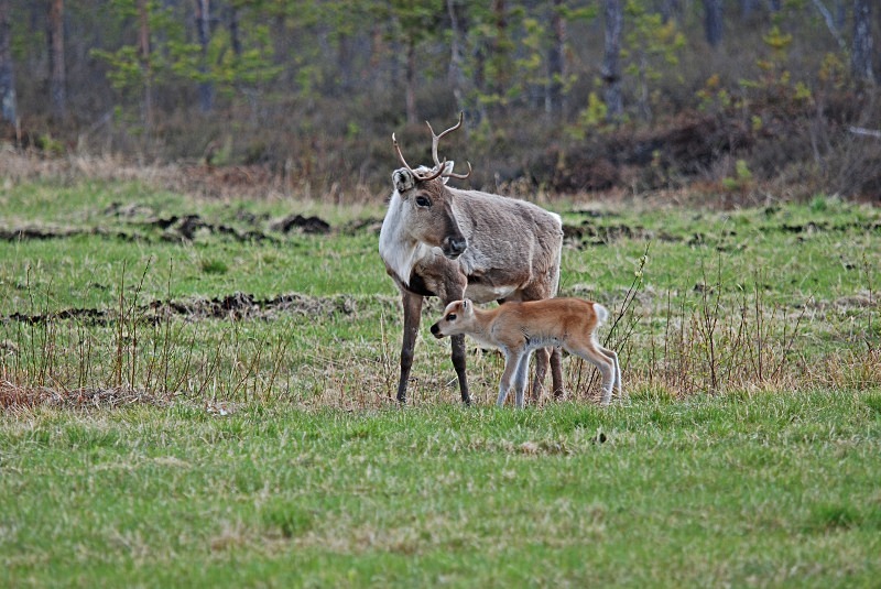 Reindeer - North Finland and north Norway - May and June 2009