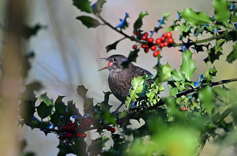 Blackbird - Thrushes