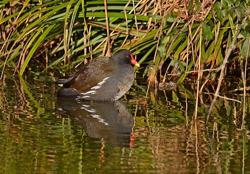 Moorhen - Crakes and rails