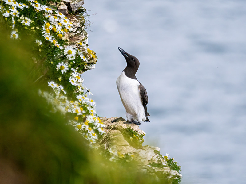 Common Guillemot - Latest photos
